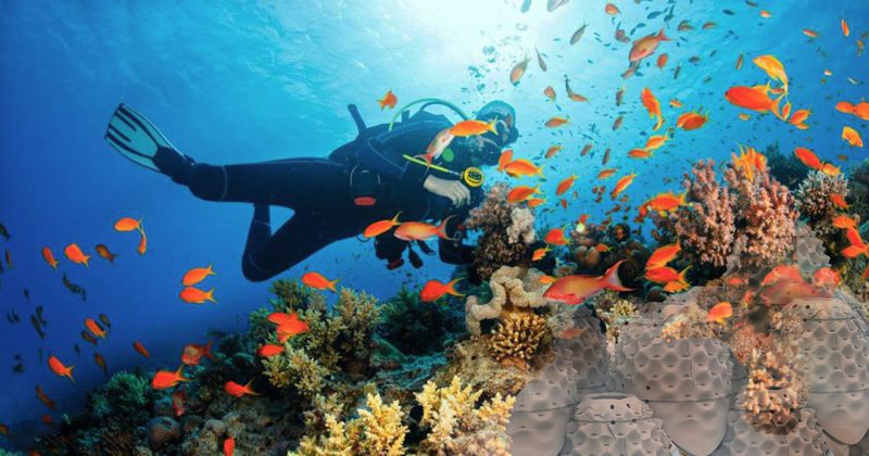 Diver and coral reef