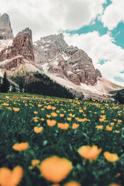 Field of alpine flowers