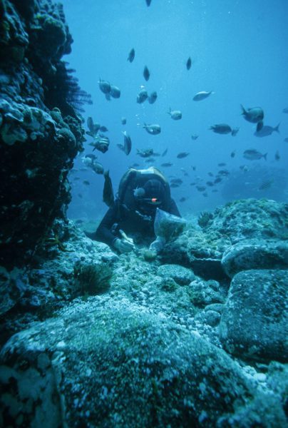 Diver studying coral