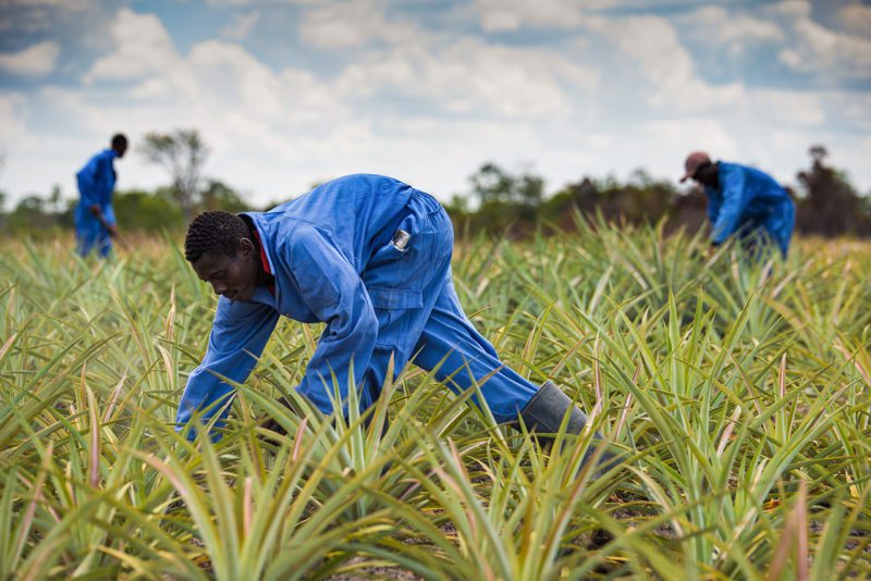 East Africa Fruits Workers in Field