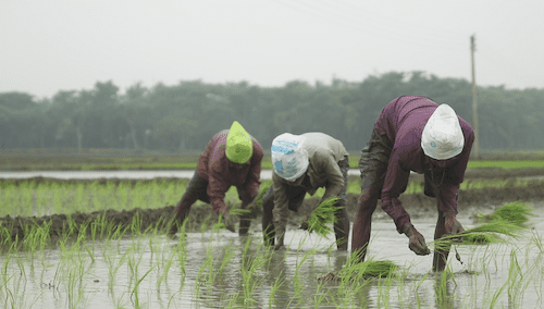 ONganic Foods workers
