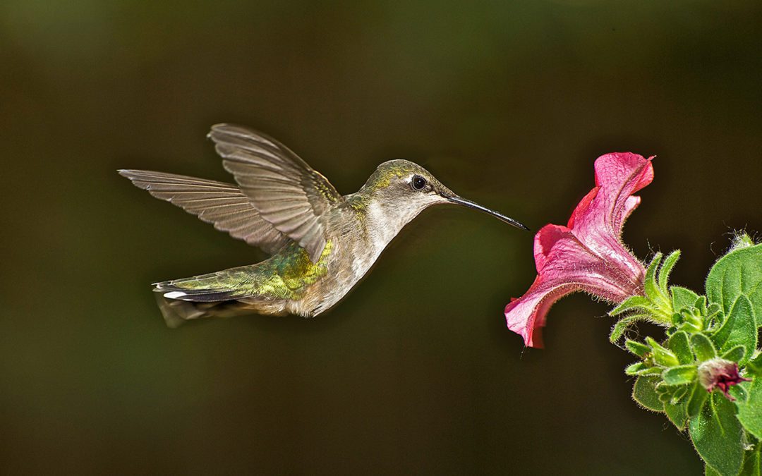 Business Models for Biodiversity