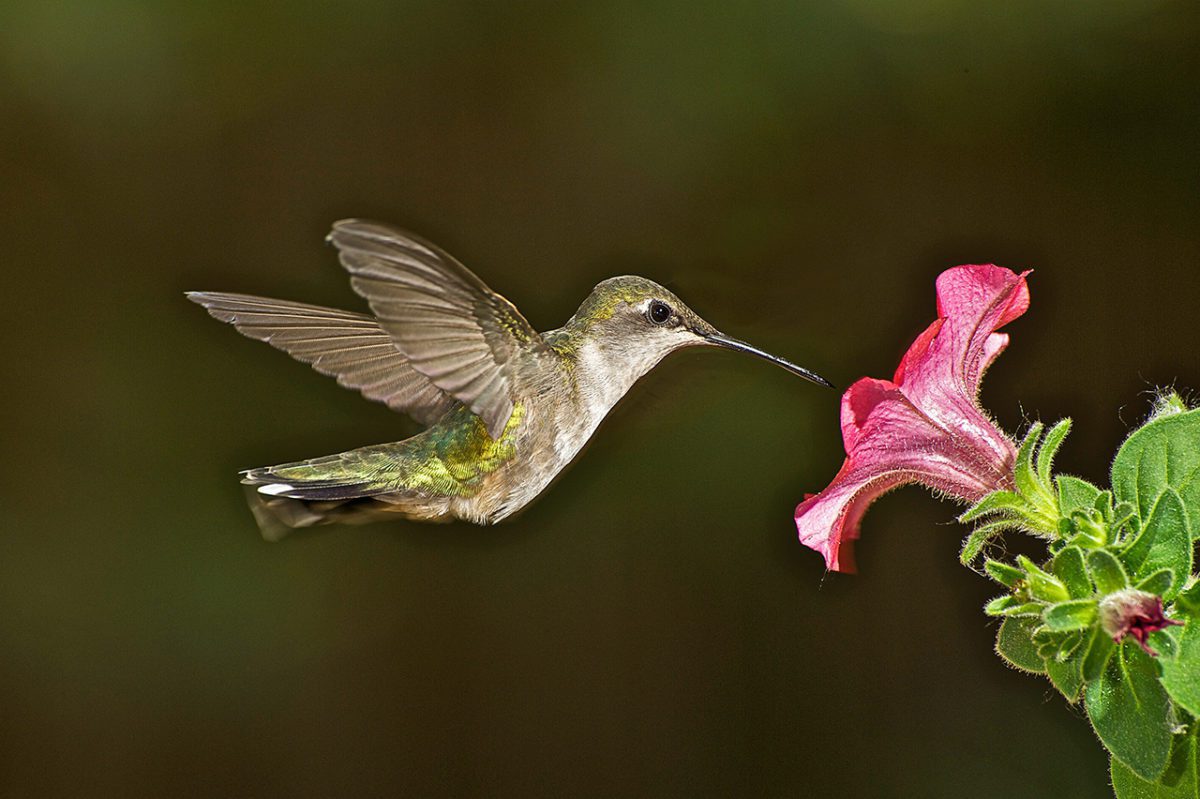 Lim - BModels for Biodiversity FEATURED
