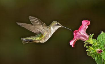 Business Models for Biodiversity