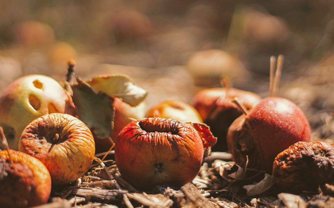 Changing the Food Waste System