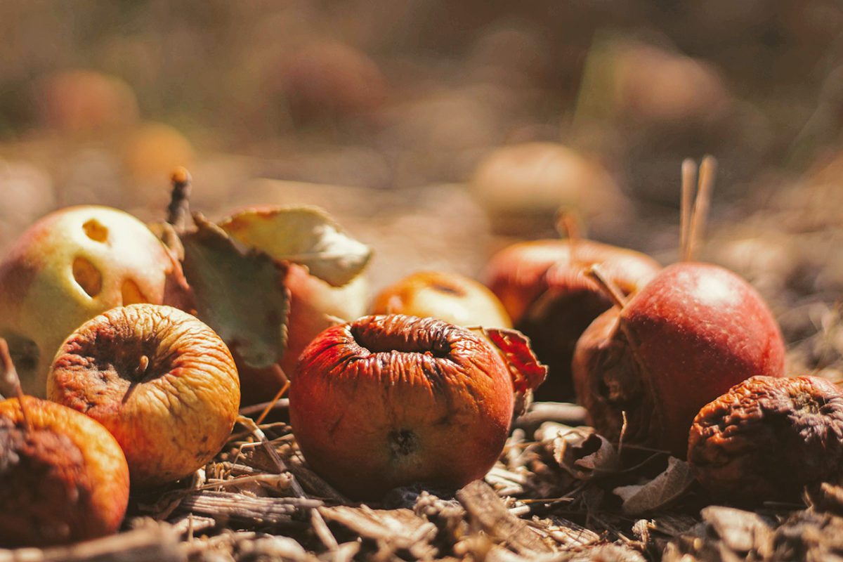 Vance - The Food Waste Opportunity FEATURED