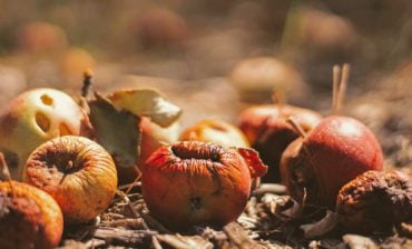 Changing the Food Waste System