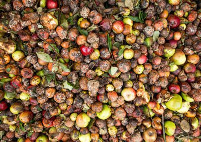 Rotting apples