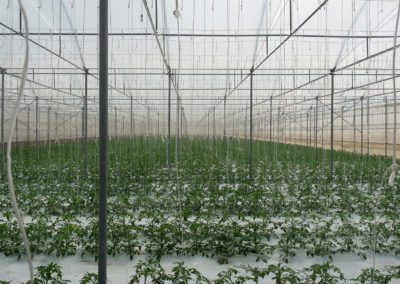 Agri-tech growing field