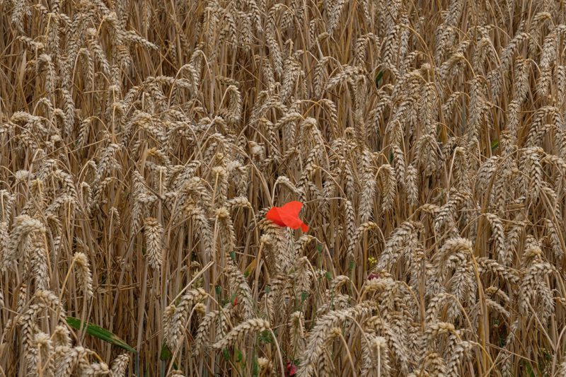 Red flower in barley field