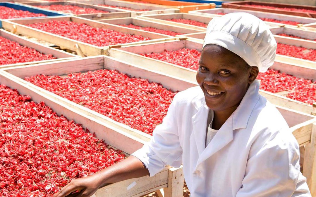 Building an Ecosystem for Entrepreneurship in Africa