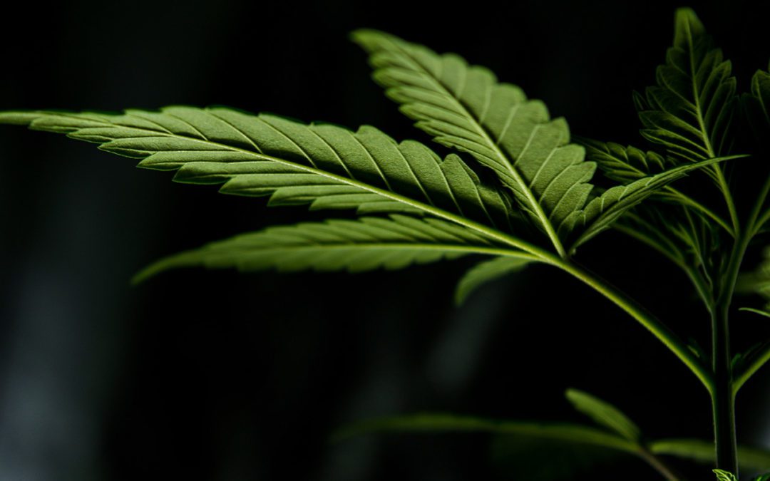 The Impact Power of Hemp and Innovation