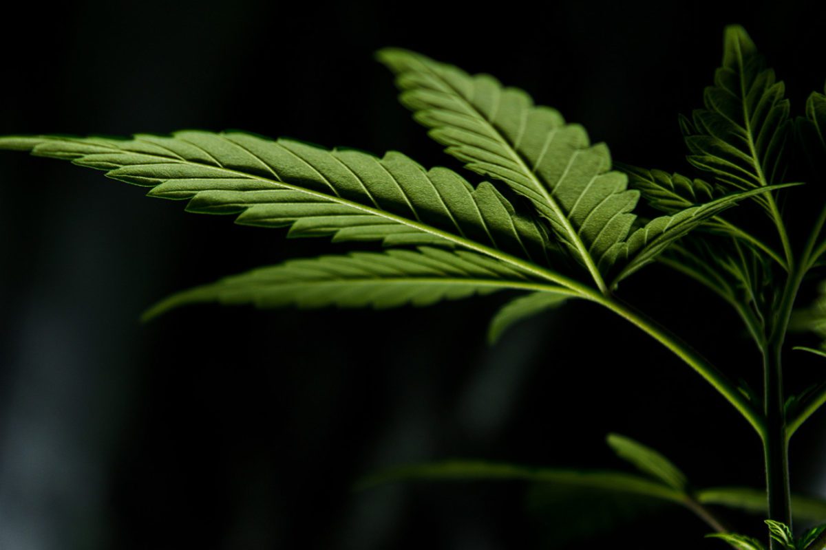 David Stead - E Hemp FEATURED