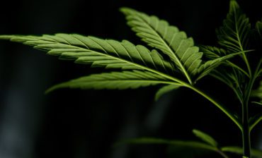 The Impact Power of Hemp and Innovation