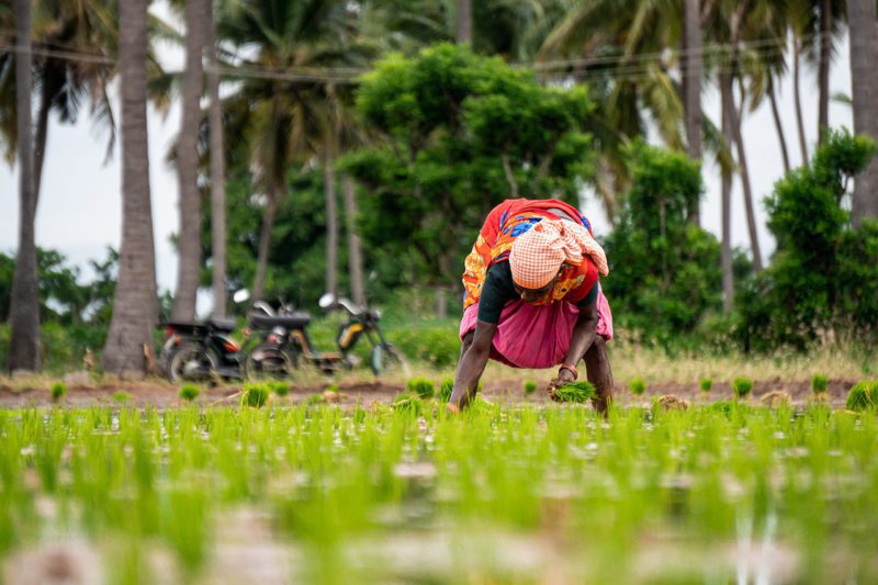 Asian woman working agricultural field