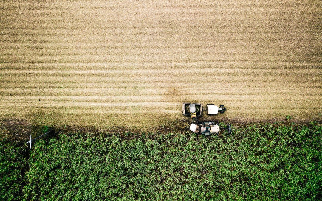 Accelerating Net-Zero Transitions in Agriculture and Food Systems