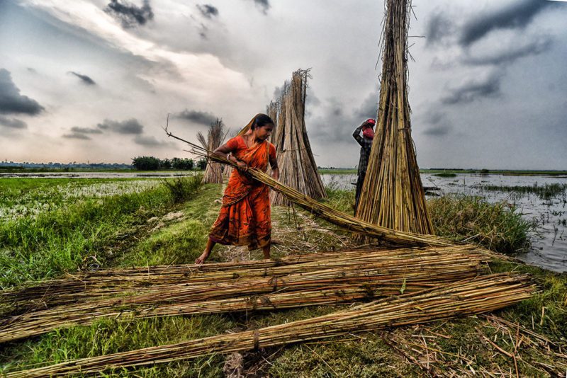 Asian loggers