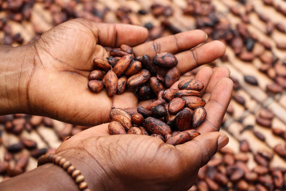 Pecari Cacao