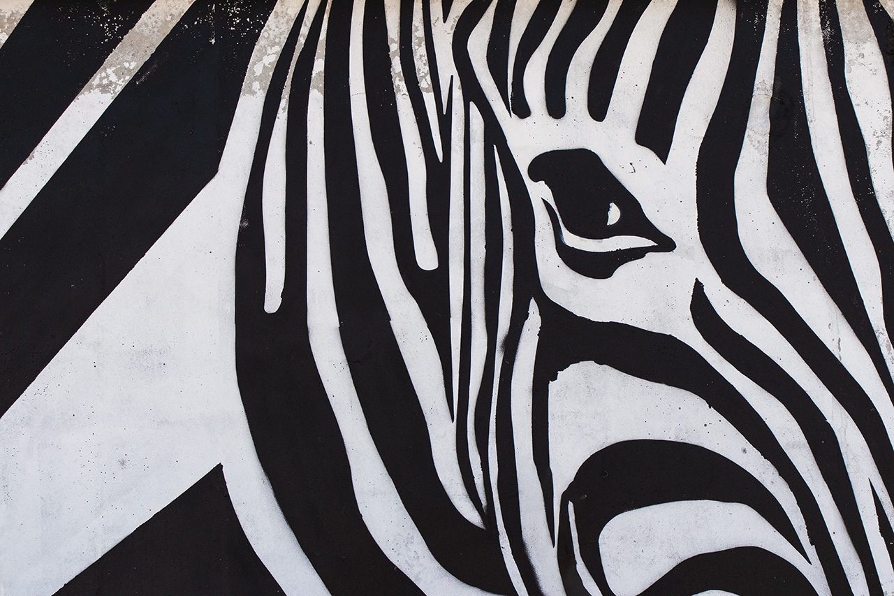 Closeup of zebra