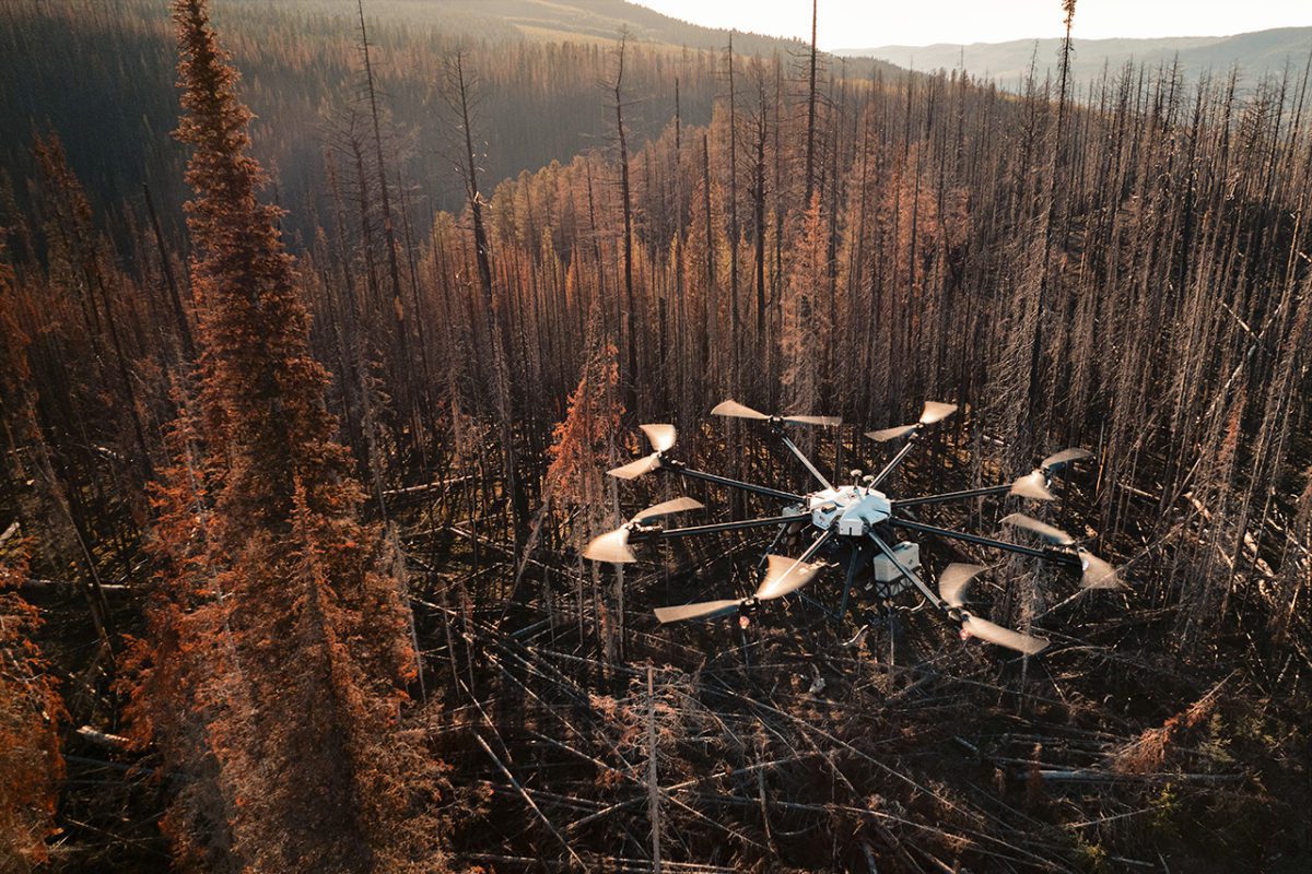 FlashForest FEATURED
