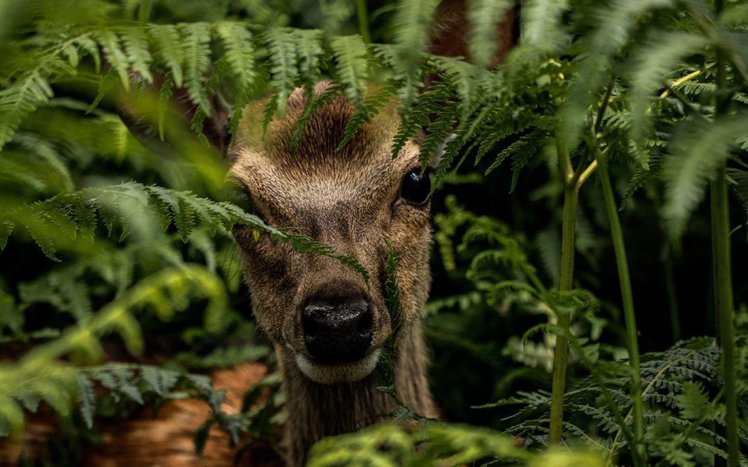 Nature Offsets and Credits