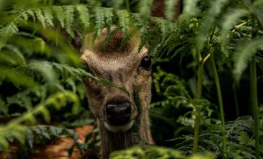 Nature Offsets and Credits