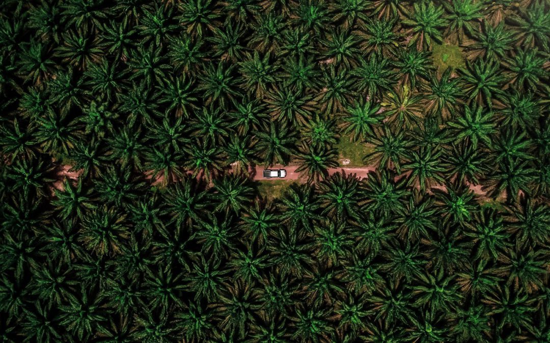 Technology Makes Palm Oil Plantations Sustainable
