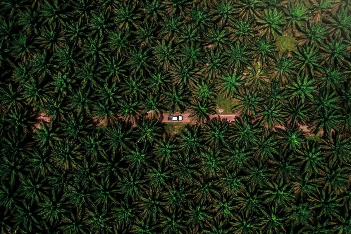 Hartung - Palm Oil FEATURED