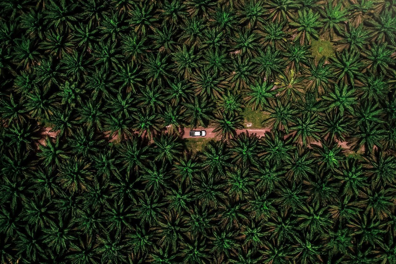 Vehicle amid palm plantation