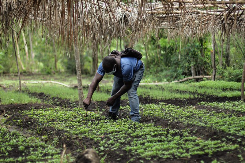 African man farming field