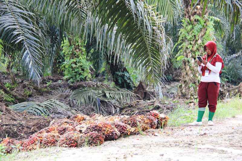 Palm oil plantation fruit counter using eKomoditi application to track details of palm quality and quantity that is harvested