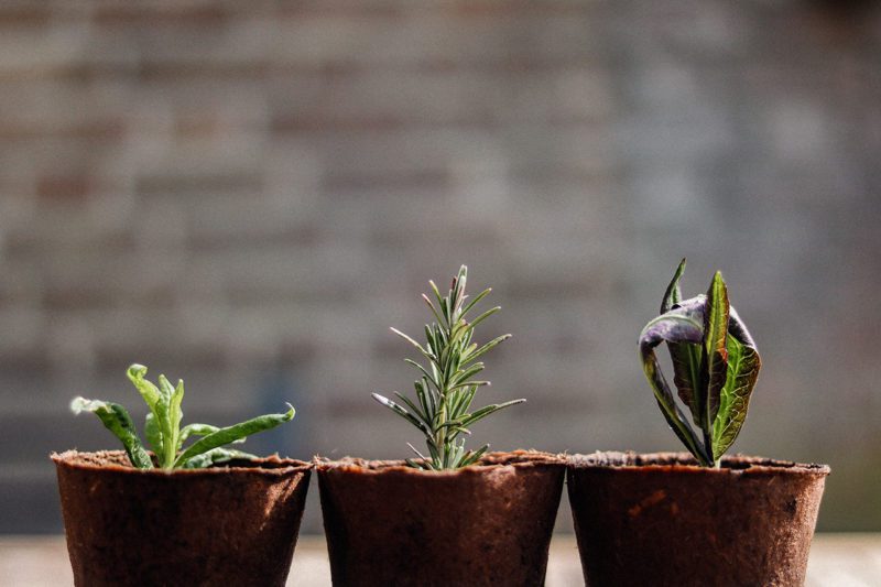 Three plant pots 