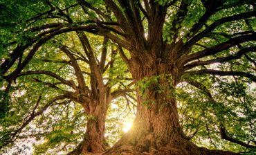 What is Regenerative Economics?
