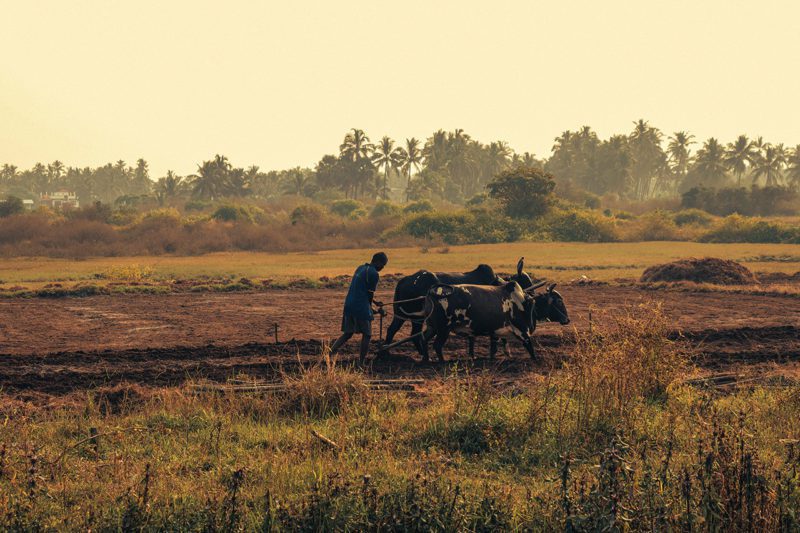 African farmer with team of ox