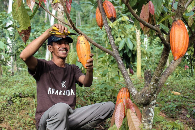 Indonesian farmer using sisoors to harvest from tree