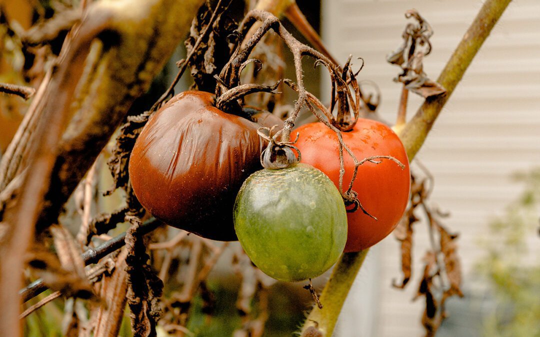 Capturing the “Food Waste Moment”