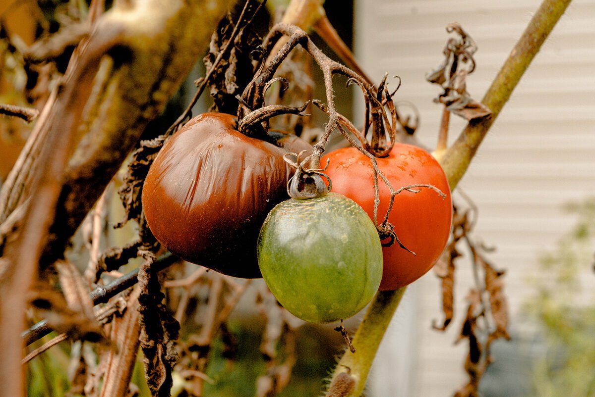 Dana Gunders - Food Waste Moment FEATURED