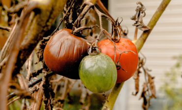 Capturing the “Food Waste Moment”