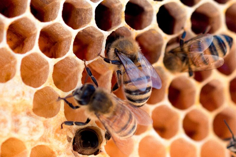 Honey bees in hive