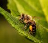 Looming Buzzkill