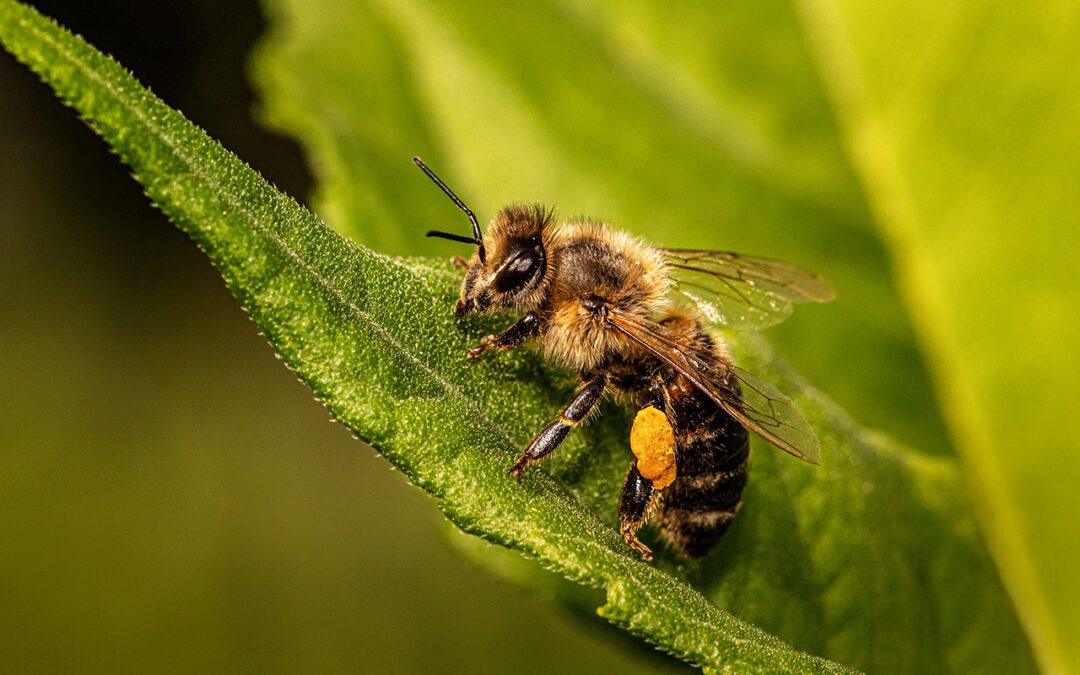 Looming Buzzkill