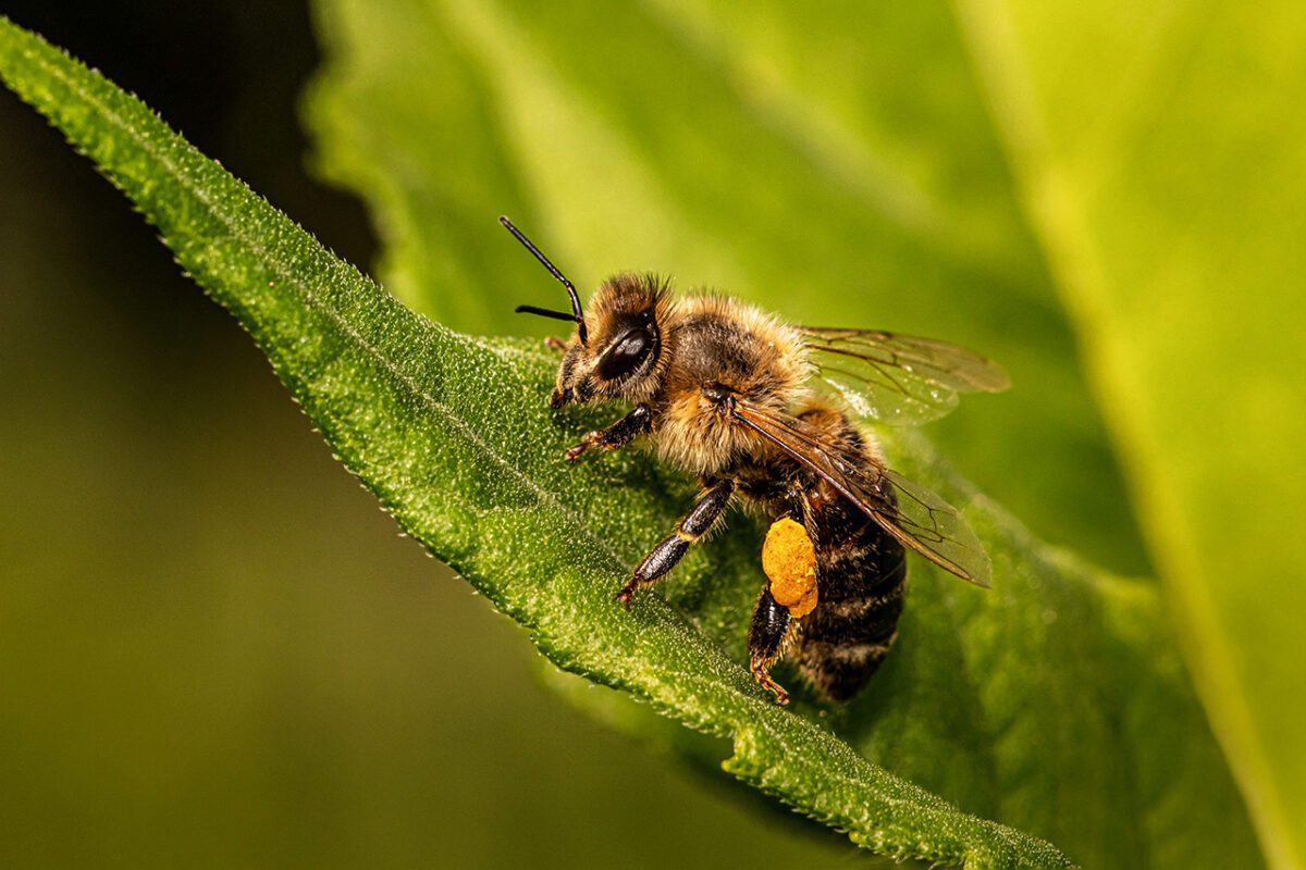 Roberge - Looming buzzkill FEATURED