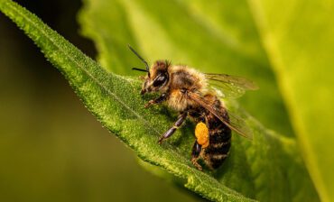 Looming Buzzkill