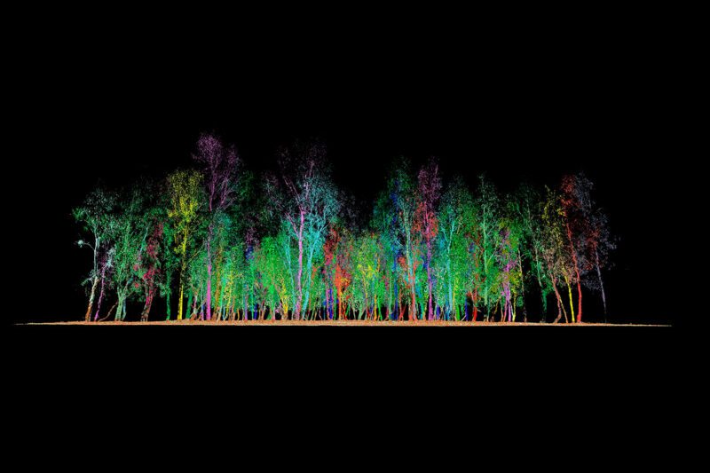 Trees seen through Arkadiah Carbon technology