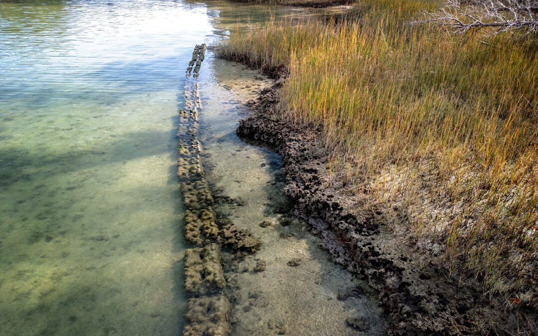 Beyond the Blue Horizon