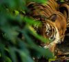 Unleashing the Power of Wildlife Conservation Bonds