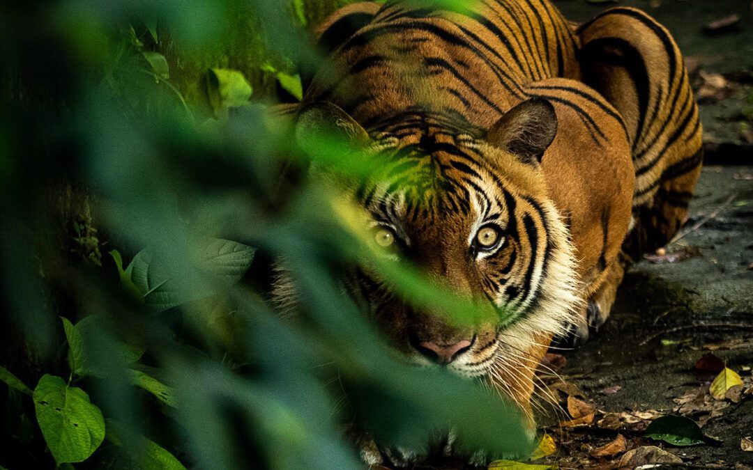 Unleashing the Power of Wildlife Conservation Bonds