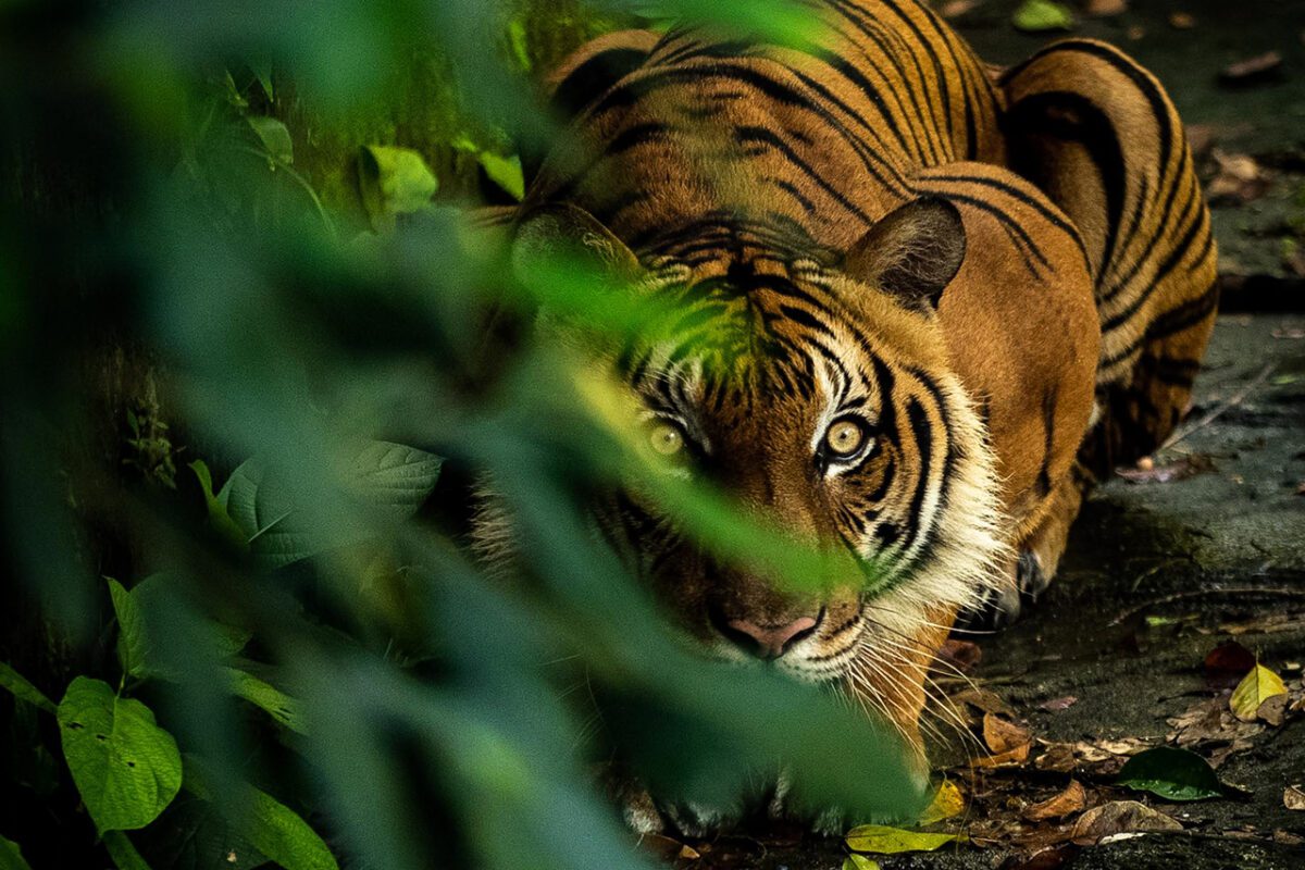 LAST_MSIAN_TIGER_004 FEATURED