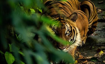 Unleashing the Power of Wildlife Conservation Bonds