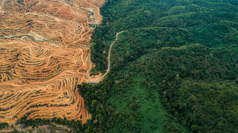 Logging encroaching on Malay forest
